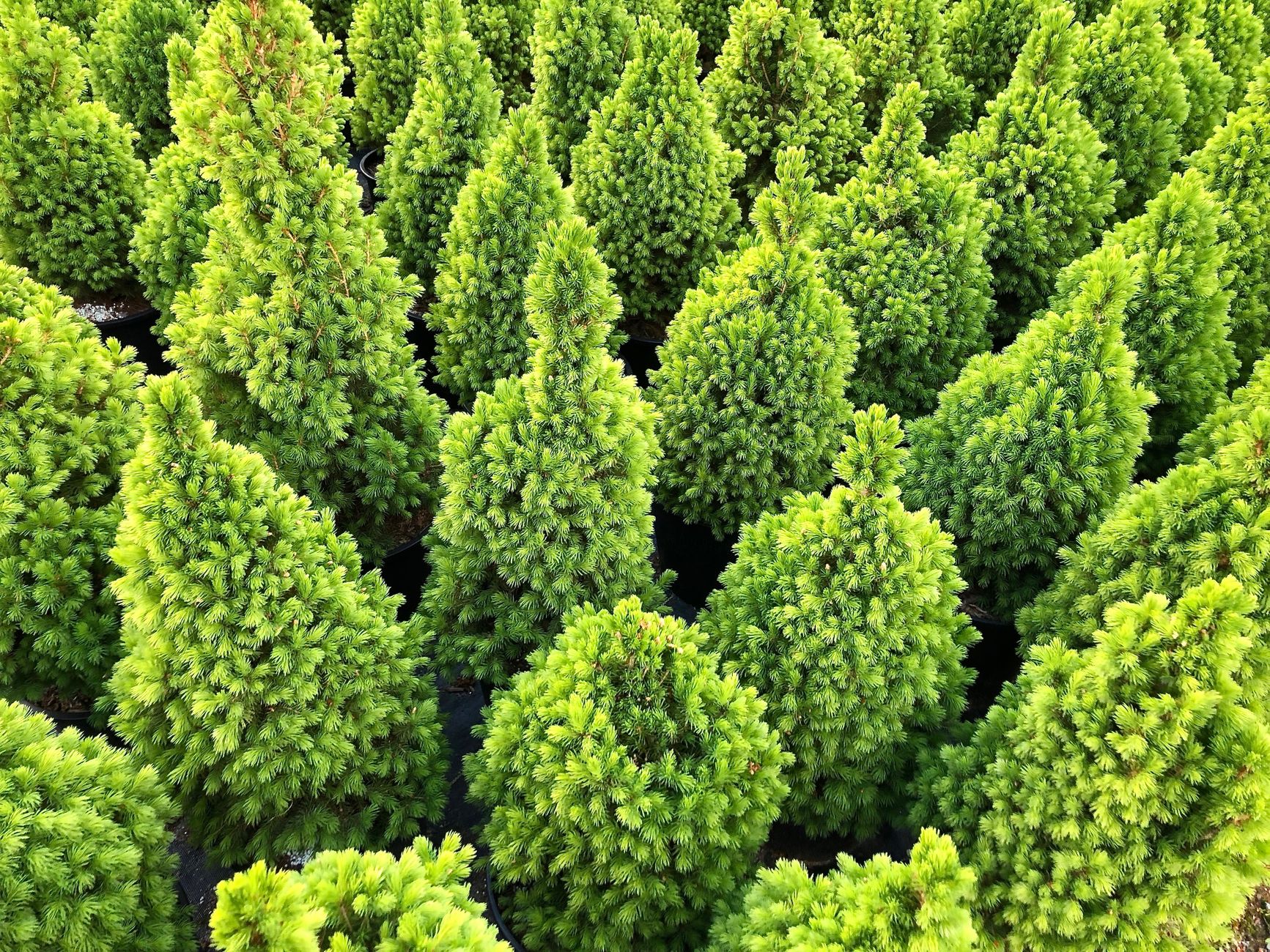 Evergreen Content là gì? - Evergreen Content Là Gì? Bí Quyết Tạo "Cỗ Máy In Tiền" Cho Website Của Bạn