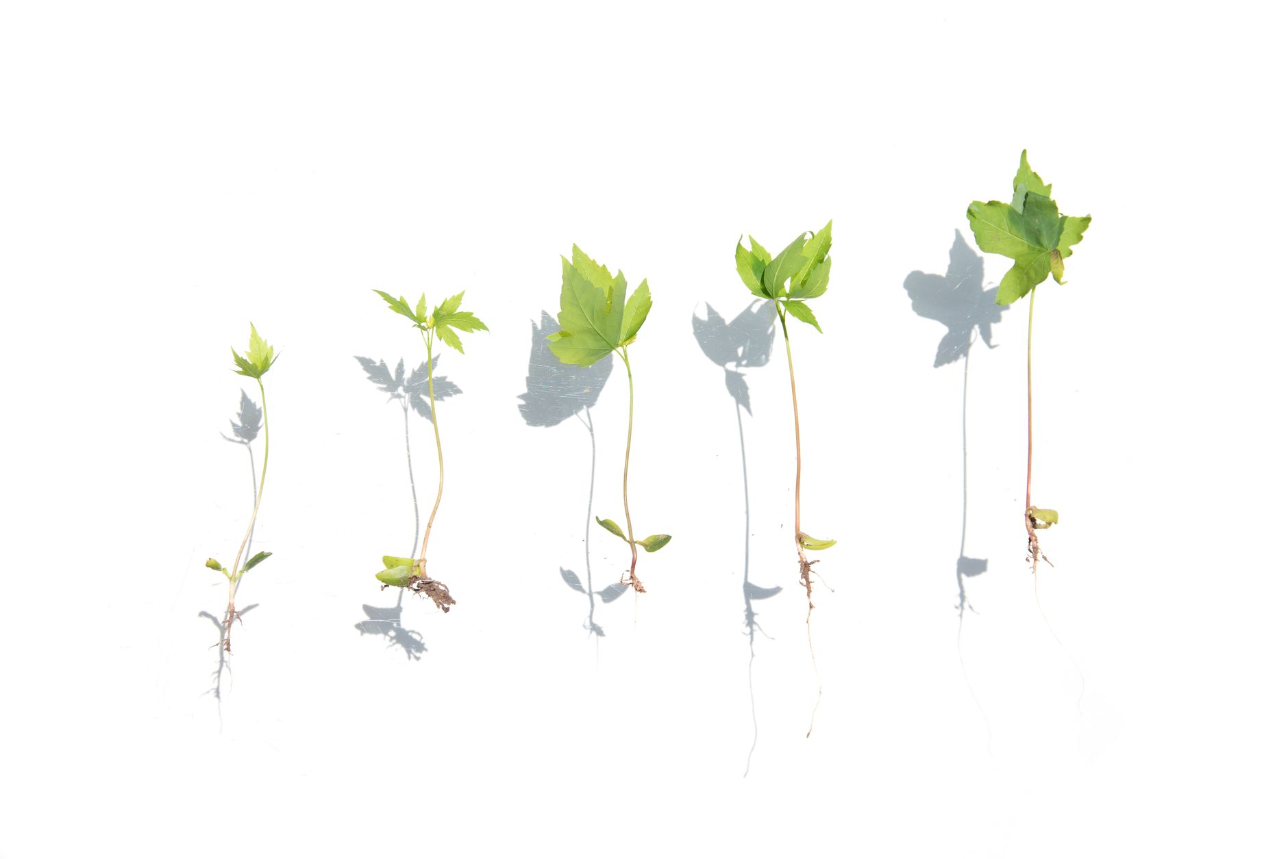 Growth Hacking Là Gì? Và Tại Sao Startup Cần Nó Ngay Từ Đầu? - Growth Hacking Cho Startup: Cách Làm Đúng Từ Đầu (2)