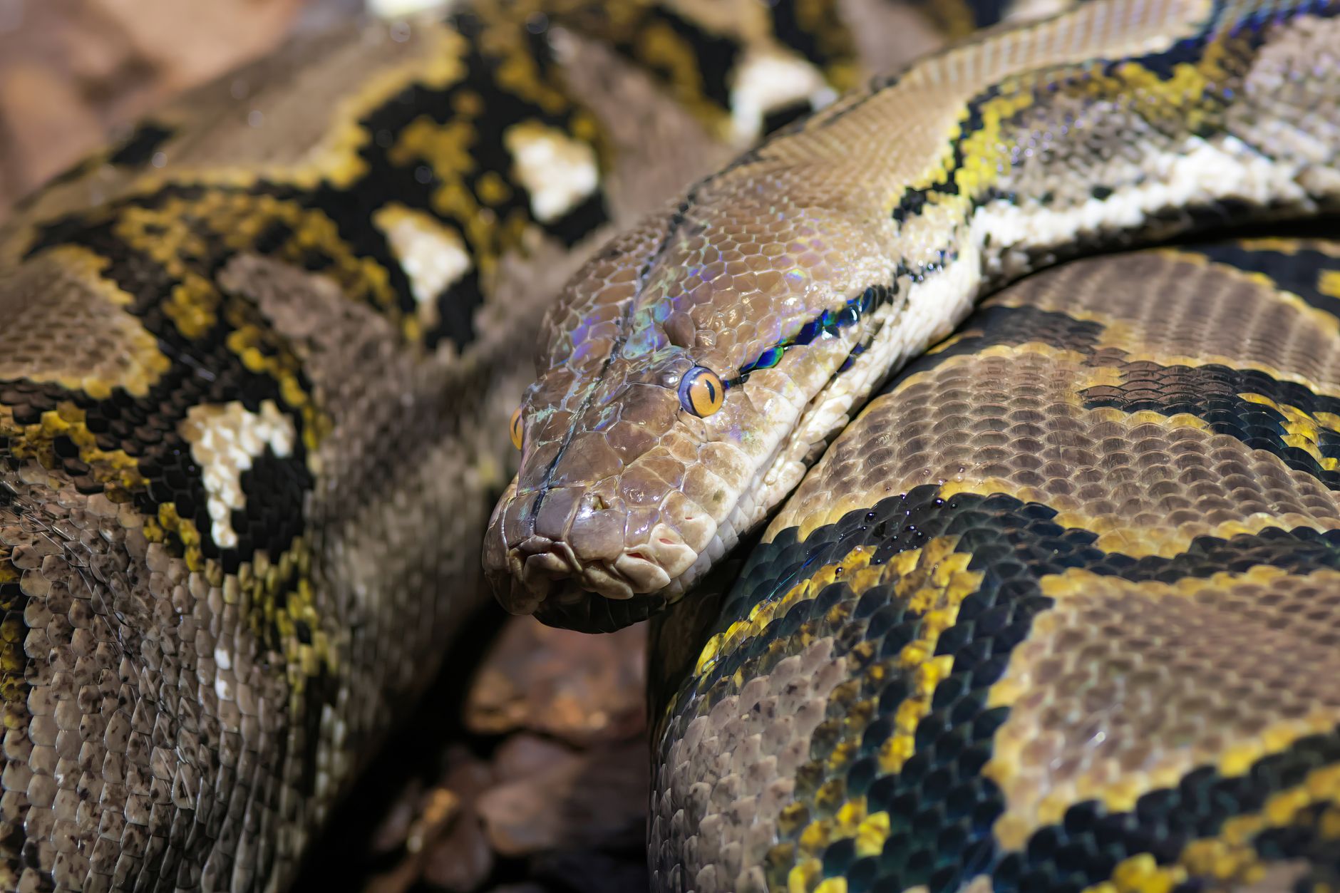 1. Python Voi SEO: Công Cụ Tự Động Hóa Không Thể Thiếu - Python Voi SEO Kết Hợp Làm SEO Agency Với SEO In House: Chiến L